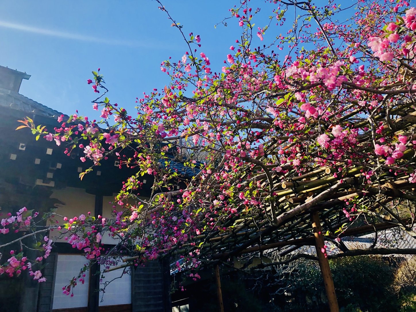 ⛩️ 광명정칙의 절 (코소쿠지) 이미지 6